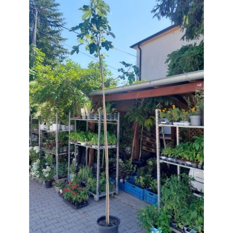 Brown Turkey Ficus carica figovník vysokokmeň 200cm kontajner C15L