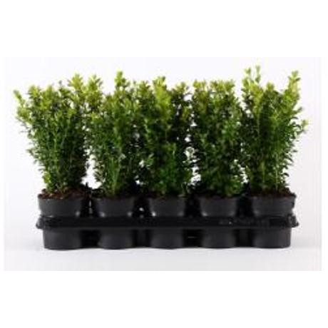 BUXUS SEMPERVIRENS krušpán kontajnerovaný Tb9cm/12-15cm