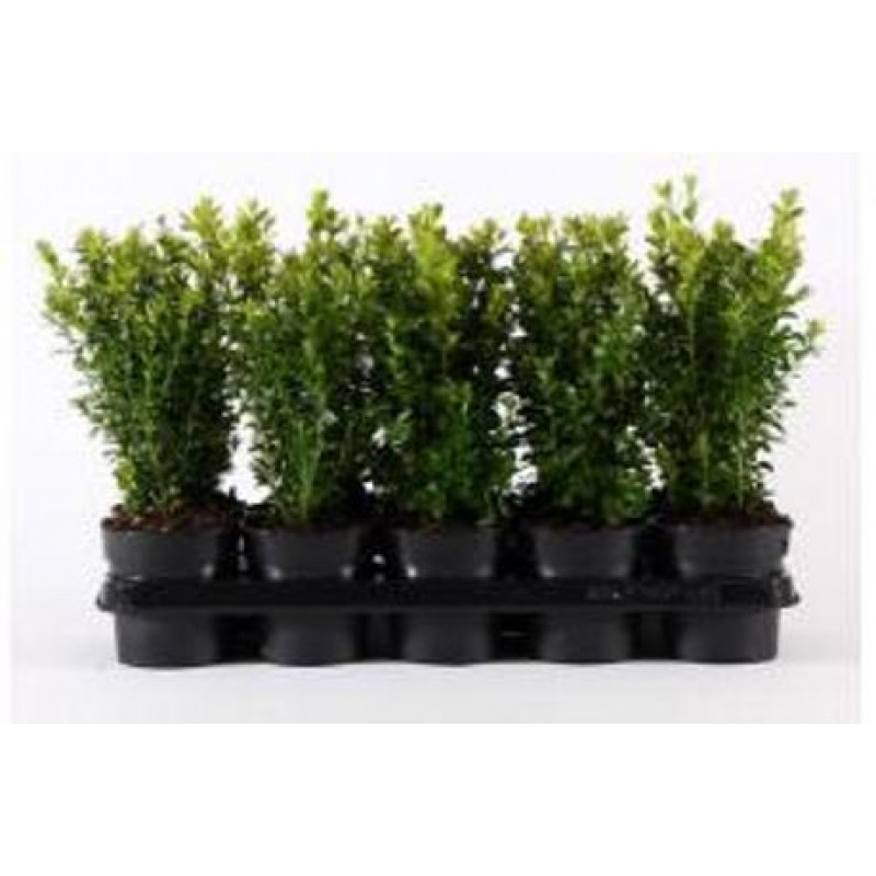 BUXUS SEMPERVIRENS krušpán kontajnerovaný Tb9cm/12-15cm