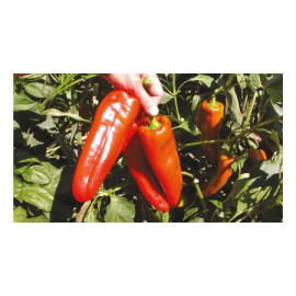 Campari F1 paprika skorá sladká fusetto 100 semien..