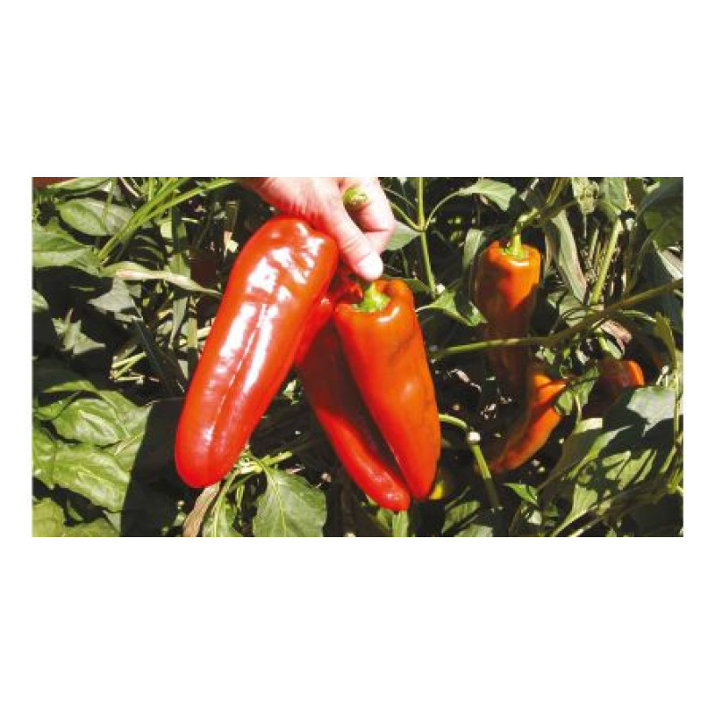 Campari F1 paprika skorá sladká fusetto 100 semien