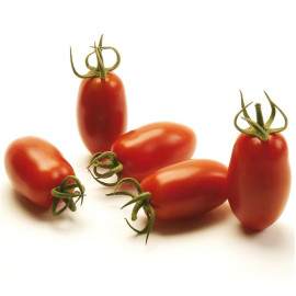 Caprese F1 paradajka cherry mini San Marzano vrúbľ..