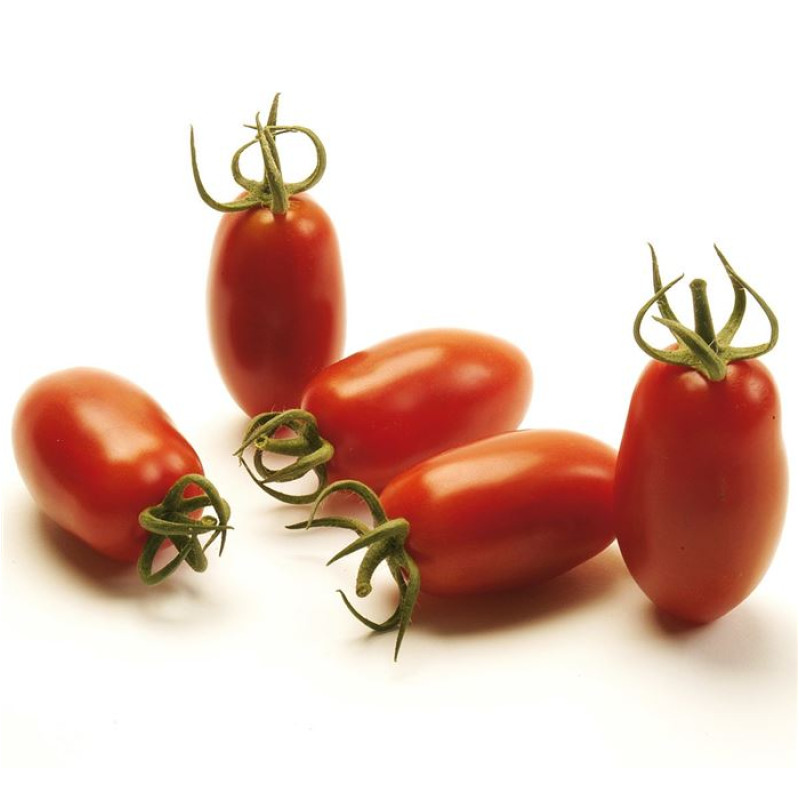 Caprese F1 paradajka cherry mini San Marzano vrúbľovaná 1ks