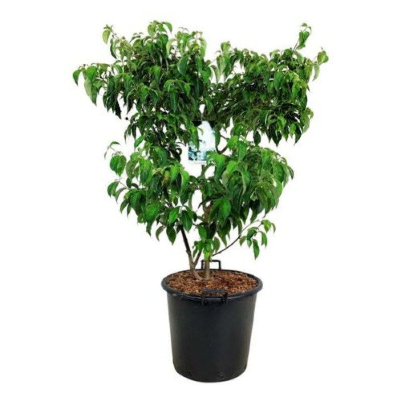 Cornus kousa chinensis svíb japonský C5L / 60-80 cm