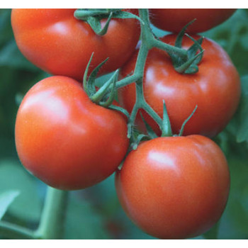 Birsen F1 paradajka kolíková najskoršia rezistentná nepraská 100 semien