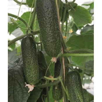 Conito Corentine uhorka nakladačka mimoriadne odolná vysoko úrodná 100 semien