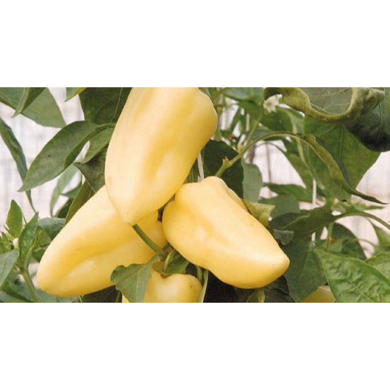 Dimentio F1 paprika skorá sladká odolná stresom atraktívna 100 semien