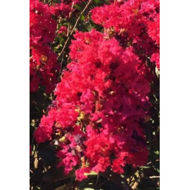 Double Feature lagerstroemia indica rubínovo červe..