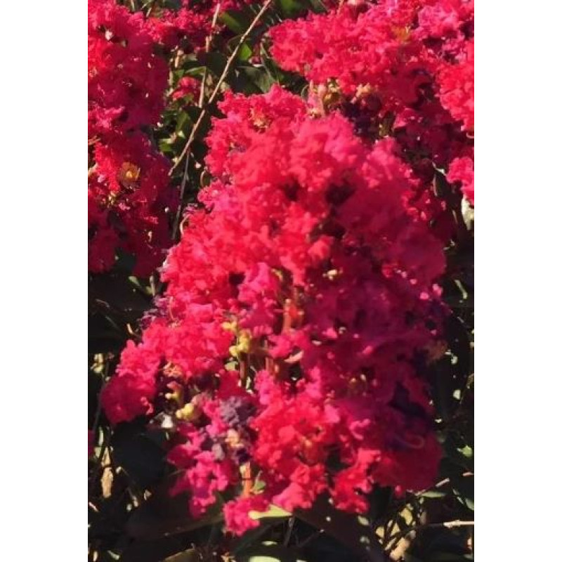 Double Feature lagerstroemia indica rubínovo červená ker myrta krepová kontajner C2L / 20-35cm rozvetvené