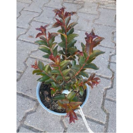 Double Feature lagerstroemia indica rubínovo červená ker myrta krepová kontajner C2L / 20-35cm rozvetvené