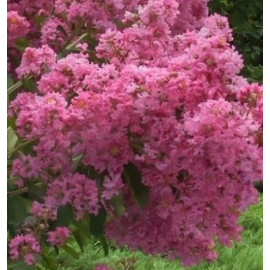 Eveline lagerstroemia indica pastelovo ružová ker ..