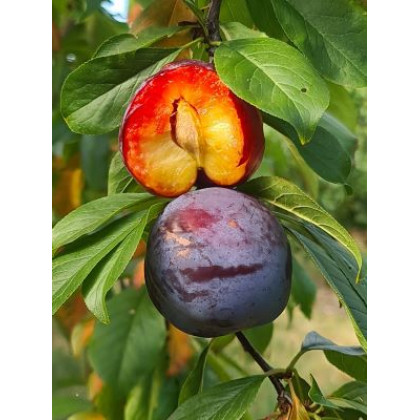Fortune slivka japonská plum prostokorenná podpník myrobalán 29 C