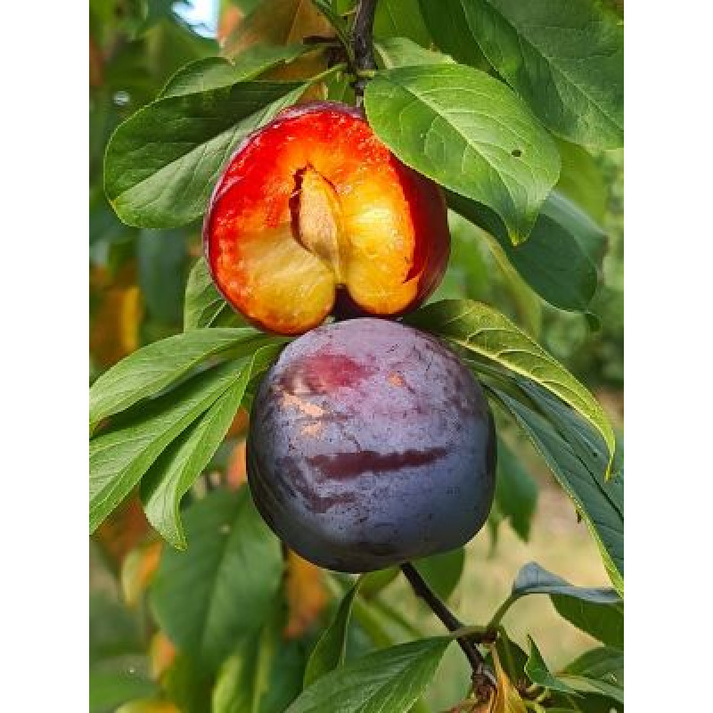 Fortune slivka japonská plum prostokorenná podpník myrobalán 29 C
