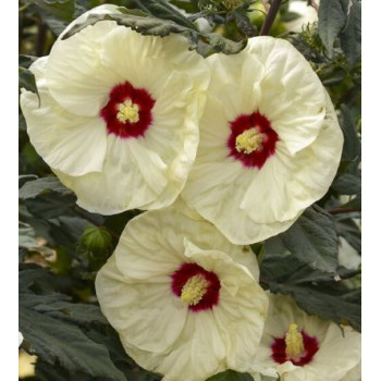 French Vanilla ibistek bahenný hibiscus moscheutos kontajner C2L
