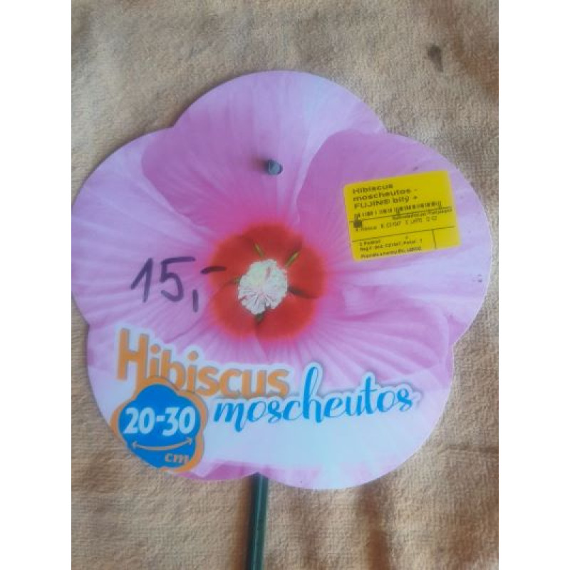 Fujin Akata ibistek bahenný hibiscus moscheutos kontajner C4L