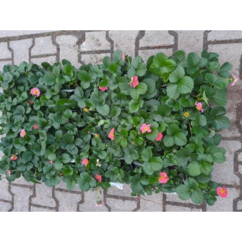 Gasana F1 jahoda stálerodiaca veľké plody kvetináč 10cm
