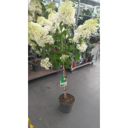Grandiflora hydrangea paniculata hortenzia metlinatá kmienik 60cm kontajner C10L