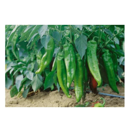 Lipari F1 paprika kápia rezistentná vonku najúrodnejšia 250 semien