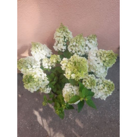 Magical Andes hydrangea paniculata hortenzia metli..