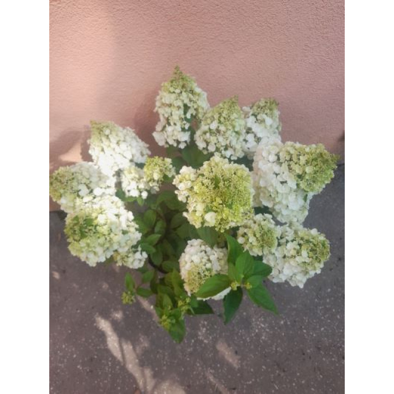 Magical Andes hydrangea paniculata hortenzia metlinatá kontajner  C7,5L