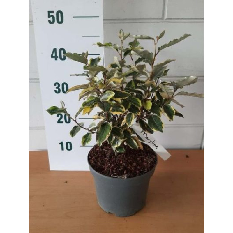 Maryline Abrela Elaeagnus ebbingei Hlošina pestrofarebná C3L