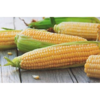 Messenger F1 kukurica super sladká rezistentná odolnejšia chladu 25 g cca 200 semien