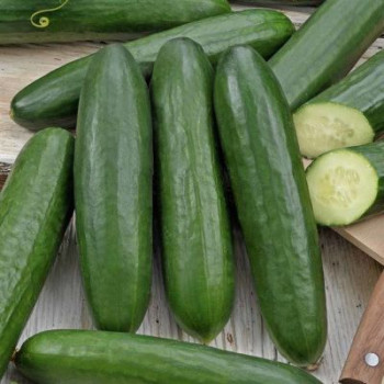 Midios F1 Melva uhorka šalátová rezistentná veľmi skorá 100 semien