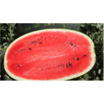 Mirsini F1 dyňa melón červený veľmi skorý vrúbľovaný 1 ks