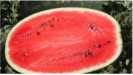 Dyňa melón červený osiva profi Syngenta