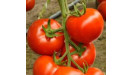 Rajčiak Paradajky profi osiva Syngenta Rajčiak Paradajky profi osiva Syngenta