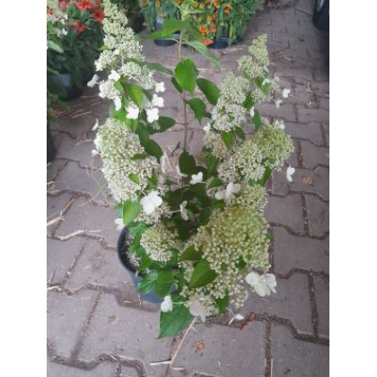 Panflora hydrangea paniculata hortenzia metlinatá kontajner  C5L
