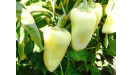 paprika semená Orosco paprika semená Orosco