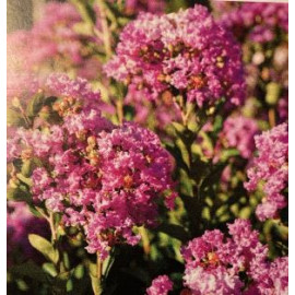 Petite Orchidee lagerstroemia indica nízky kompakt..