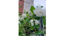 Philadelphus pajazmín voňavé kríky Philadelphus pajazmín voňavé kríky