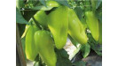 Papriky semená Syngenta Papriky semená Syngenta