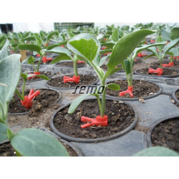 Centurion F1 podnož pre vrúbľovanie melónov uhorky dyne 100s