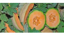 Melón cukrový osivá semená profi Syngenta Melón cukrový osivá semená profi Syngenta
