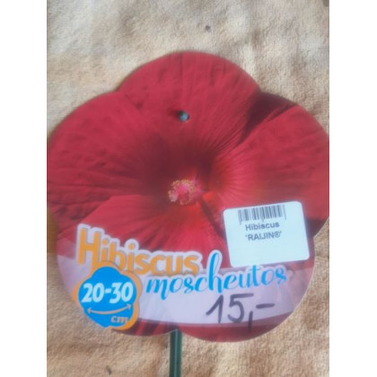 Raijin Akata ibistek bahenný hibiscus moscheutos nízky kontajner C4L
