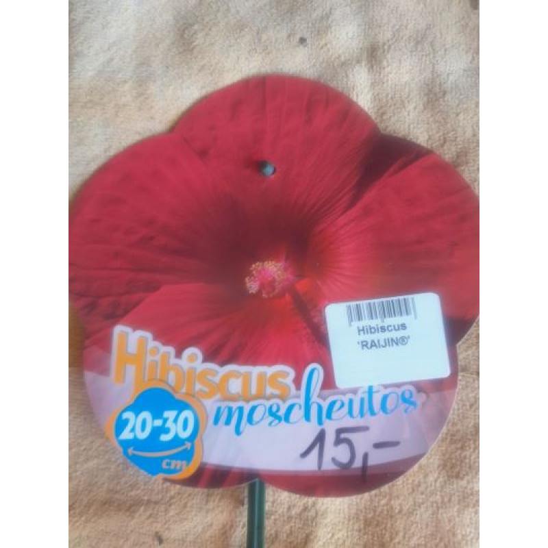 Raijin Akata ibistek bahenný hibiscus moscheutos nízky kontajner C4L