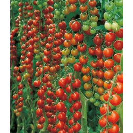 Sanvitos Favorita F1 paradajka cherry veľmi skorá ..