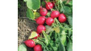 Reďkovka semená osivá profi Syngenta Reďkovka semená osivá profi Syngenta