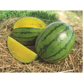 Sunlove F1 melón vodový žltý sladký málo semien vr..