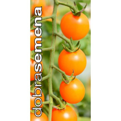 Sunviva kolíková paradajka cherry rezistentná 8 bio semien
