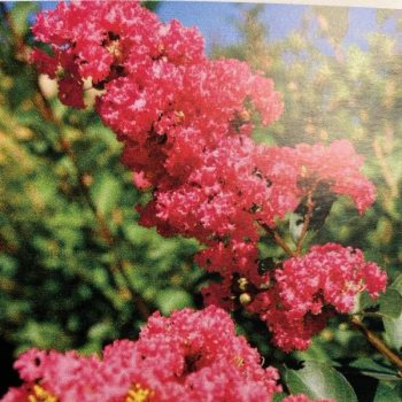Tuscarora lagerstroemia indica korálovo ružová ker myrta krepová kontajner C2L / 20-35cm rozvetvené