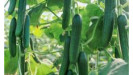 Uhorky šalátové semená kvalitné Syngenta Uhorky šalátové semená kvalitné Syngenta