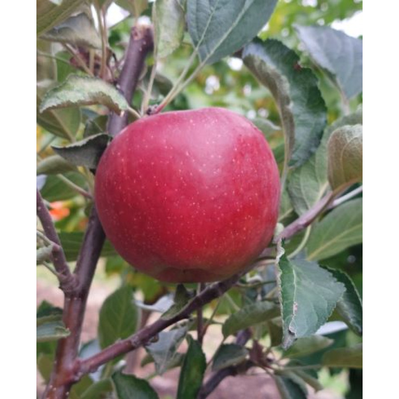 Braeburn Mariri Red jabloň zimná podpník M9 kontajner C5-7,5L