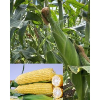 Braveheart  Kukurica cukrová super sladká vynikajúca chuť 10 000s