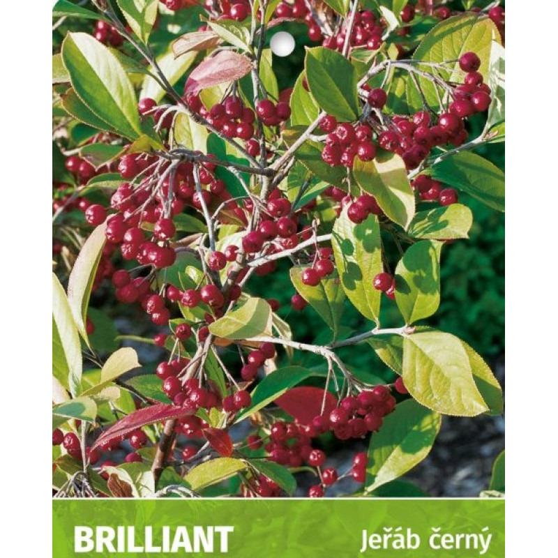 Brilliant  aronia červené a čierne plody kvetináč C 2L / 60-80cm