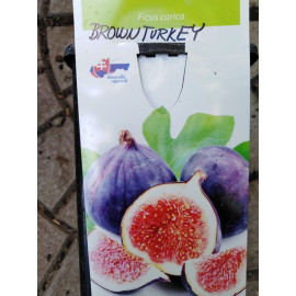 Brown Turkey Ficus carica figovník C1L