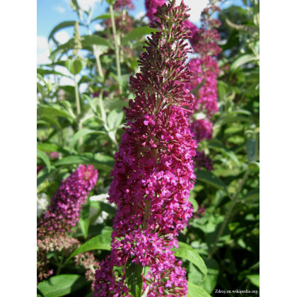 Summer Beauty buddleia davidii buddleja C3L/ 40-60